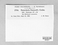 Ramularia desmodii image